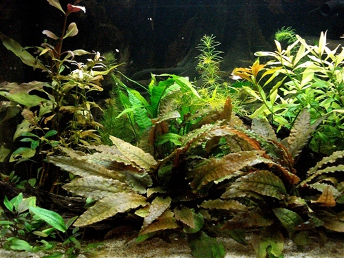 Aquarium1