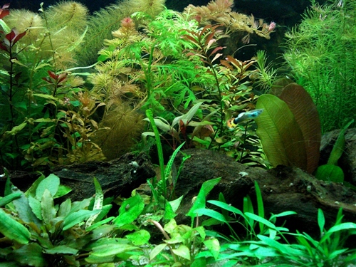 Aquarium3