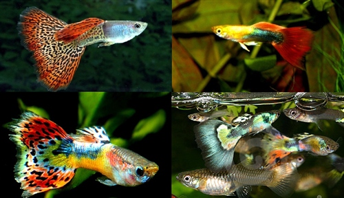 HalfGuppies