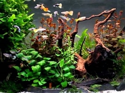 AquariumGuppies