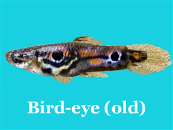 BirdEyeGuppy