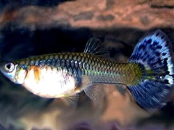 BlauwRodeTriangel_Wijfje