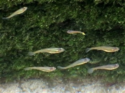 GuppiesAanWaterkant
