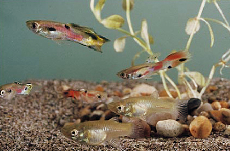 GuppiesIn1960