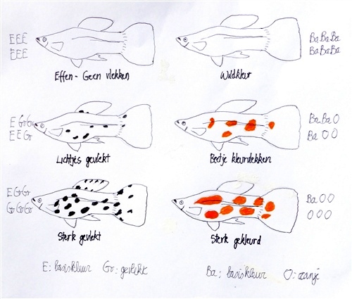 Guppy_DrievoudigeWerkingGenen