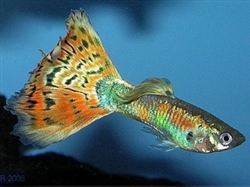 MultiColor-RedMosaicTail_2