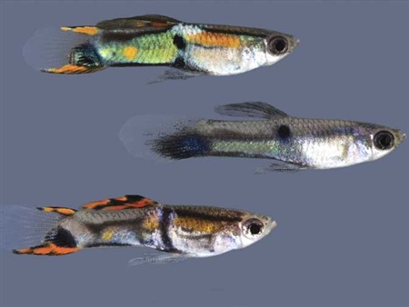 OudeGuppyStammen