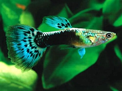 HBBlauwGroen