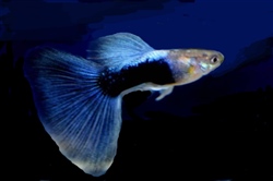 HBBlue