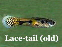 LaceTailAnno1960