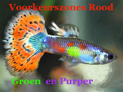 VoorkeursZoneGroenPaarsEnRood