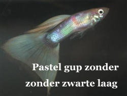 BlondePastelGuppyMetGebrekAanZwarteLaag