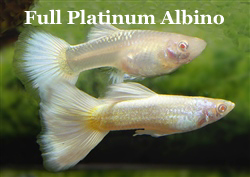 FullPlatinumAlbinoPaar