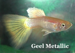 GeelMetallicGup