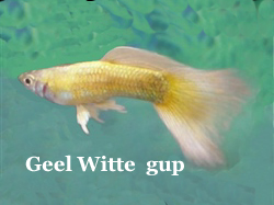 GeleGupDoorWitteKleurcellenInDerdeLaag