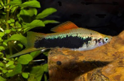 GreenTuxedoSwordtail