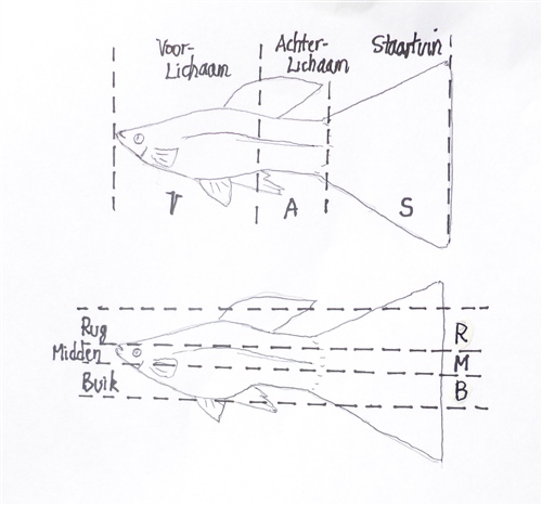 Guppy_VertikaleEnHorizontaleSegmentering