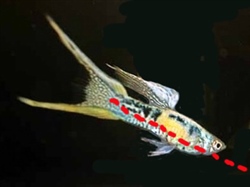 HorizontaleKompartimentering_MedusaSwordtailGeduid