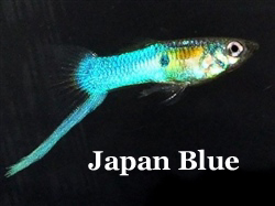 JapanBlueGup