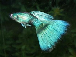MoscowBlauw