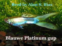 PlatinumBlueDoubleSword
