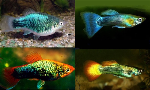 PlatyVersusGuppy