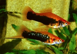 RedTuxedoSwordtail