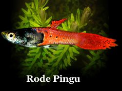 RodePingu