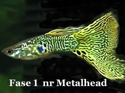 Snakeskin_Fase1Metalhead