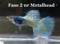 Snakeskin_Fase2Metalhead