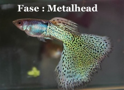 Snakeskin_Fase3Metalhead