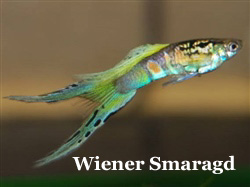 WienerSmaragdDubbelzwaardMulticolor_2