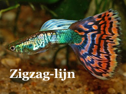 ZigZagLijn