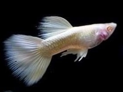 AlbinoFullWhiteGuppy