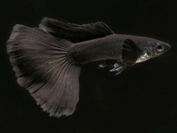 BlackMoscow
