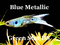 GreenStar