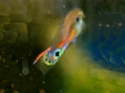 GroeneStaartwortel_CloseUp