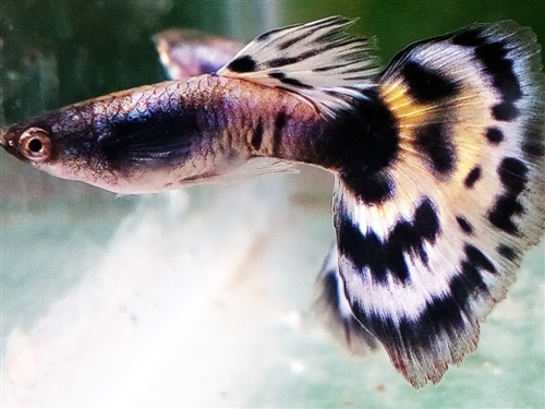 HalfHBHalfBlackWhiteCobra