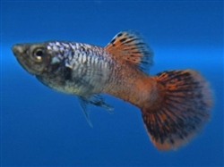 PinkPantherGuppy