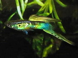 ViennaEmerald_YellowGreenLowerSword