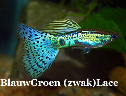 BlauwGroenZwakkeLace