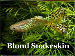 BlondGeelGroeneCobra