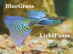BlueGrassGeelPaars