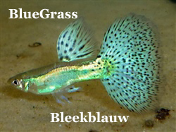 BlueGrass_Light
