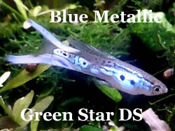BlueMetallicGreenStar_3