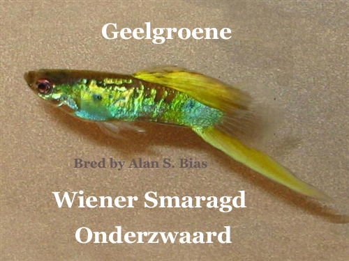 GeelgroeneWienerSmaragdOnderzwaard
