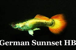 GermanSunsetHB