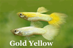 GoldYellowGuppies