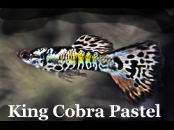 KingCobraPastel