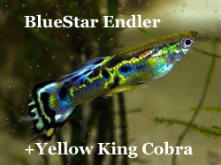 KruisingBlueStarEndler-YellowCobraGup
